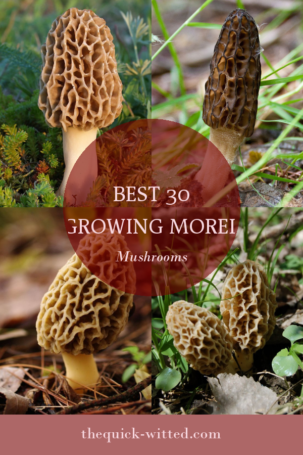 Best 30 Growing Morel Mushrooms  Home, Family, Style and Art Ideas